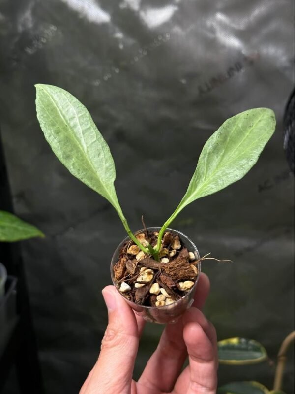 Hoya nicholsoniae ‘New Guinea Ghost’ (NS16-006)