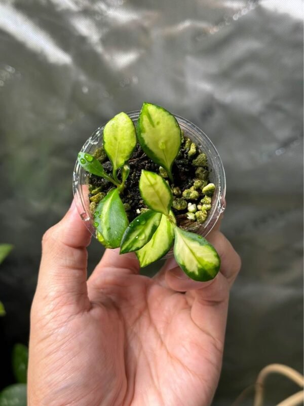 Hoya heuschkeliana variegata