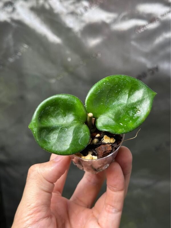 Hoya carnosa ‘Chelsea’