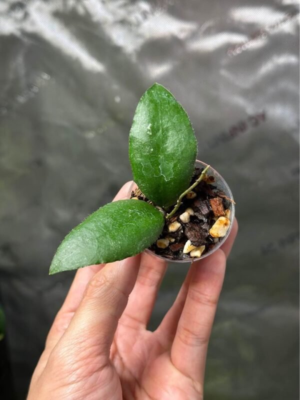 Hoya caudata Sumatra